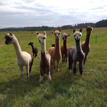 Apartment On An Alpaca Farm In Kierspe ภายนอก รูปภาพ
